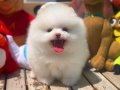 Pomeranian Boo Yavrumuz Buddy