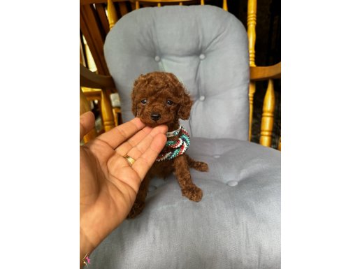 ŞU GÜZELLİĞİ BAKARMISINIZ TOY POODLE