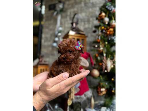 İSTEDİĞİN RENK VE BÜYÜMEYEN TOY POODLE