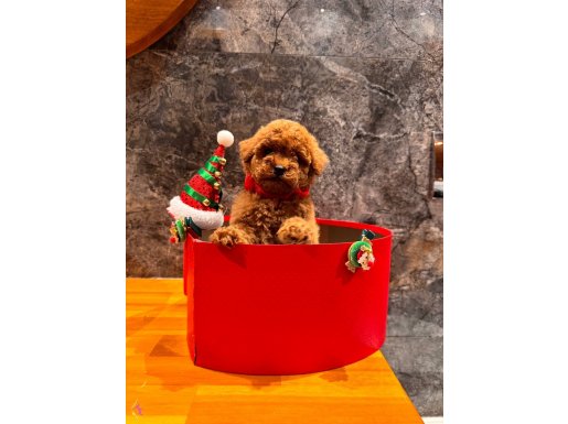 Yavru toy poodle güzeller güzeli