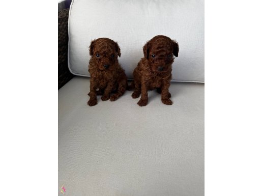 HARİKA KALİTE MİNİ KALAN TOY POODLE