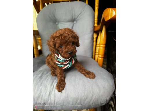 YOK BÖYLE ŞİRİNİ.. büyümeyen gerçek  toypoodle 