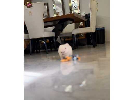 YOK BÖYLE GÜZELİ.BOO YAVRUSU