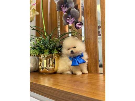 PAMUK ŞEKER BİLDİĞİNİZ.. pomeranian BOO
