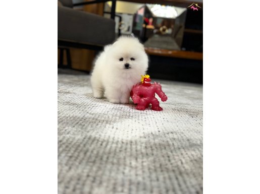 POM BOO İNANILMAZ GÜZEL OĞLUMUZ. Pomeranian teacup