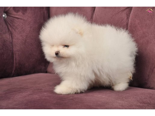 YOK BÖYLE MİNNOŞ.. pom boo pomeranian
