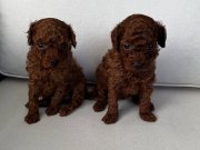 HARİKA KALİTE MİNİ KALAN TOY POODLE
