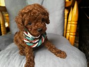 YOK BÖYLE ŞİRİNİ.. büyümeyen gerçek  toypoodle 