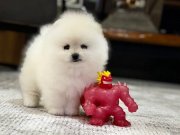 POM BOO İNANILMAZ GÜZEL OĞLUMUZ. Pomeranian teacup