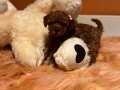 GERÇEK TOY POODLE 2,5 kiloyu geçmez..