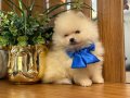 PAMUK ŞEKER BİLDİĞİNİZ.. pomeranian BOO