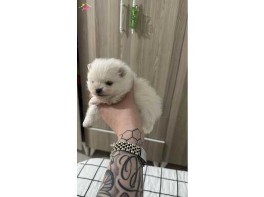 Çok Tatlı, Teacup, Dişi, Pomeranian Boo