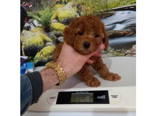 Çok Tatlı, Dişi, Orijinal Toy Poodle Yavrusu