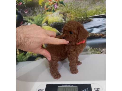 Çok Tatlı, %100 Orijinal, Toy Poodle Yavrusu