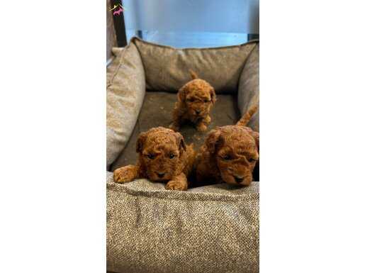 Çok Tatlı, Teacup, Dişi, Kore Poodle Yavrusu