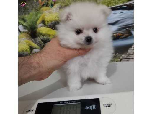 Çok Tatlı, Uygun, Pomeranian Yavru