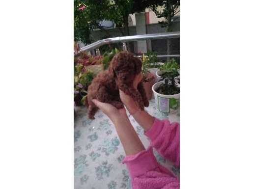 Çok Tatlı, Teacup Kore Poodle Yavruları