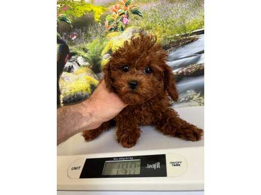Çok Tatlı, 4 Aylık, Orijinal Toy Poodle Dişi Yavru