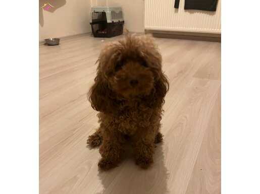 Çok Tatlı. İki yaşında. Kısırlaştırılmış Poodle.