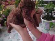 Çok Tatlı, Teacup Kore Poodle Yavruları
