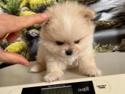 Çok Tatlı Safkan Mini Pomeranian Boo