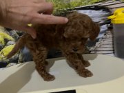 Çok Tatlı, Orijinal Toy Poodle Yavrusu