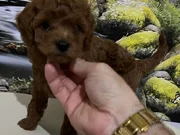 Çok Tatlı, Orijinal Toy Poodle Yavrusu