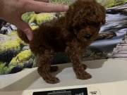 Harika Bir Kore Teacup Poodle Yavru 