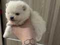 Çok Tatlı, Teacup, Dişi, Pomeranian Boo