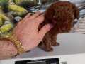Çok Tatlı, Dişi, Teacup Kore Poodle. 