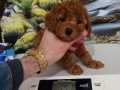 Çok Tatlı, Dişi, Orijinal Toy Poodle Yavrusu