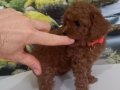 Çok Tatlı, %100 Orijinal, Toy Poodle Yavrusu