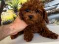Çok Tatlı, 4 Aylık, Orijinal Toy Poodle Dişi Yavru