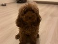 Çok Tatlı. İki yaşında. Kısırlaştırılmış Poodle.