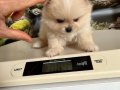 Çok Tatlı Safkan Mini Pomeranian Boo