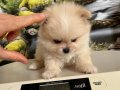 Çok Tatlı Safkan Mini Pomeranian Boo