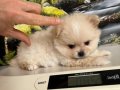 Çok Tatlı Safkan Mini Pomeranian Boo