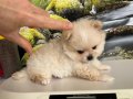 Çok Tatlı Safkan Mini Pomeranian Boo