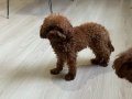 Çok Tatlı, 1.600 gr Teacup Poodle