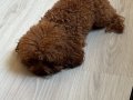 Çok Tatlı, 1.600 gr Teacup Poodle