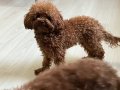 Çok Tatlı, 1.600 gr Teacup Poodle