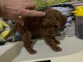 Çok Tatlı, Orijinal Toy Poodle Yavrusu