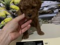 Çok Tatlı, Orijinal Toy Poodle Yavrusu