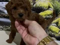 Çok Tatlı, Orijinal Toy Poodle Yavrusu