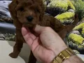 Çok Tatlı, Orijinal Toy Poodle Yavrusu