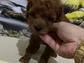 Çok Tatlı, Orijinal Toy Poodle Yavrusu