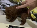 Çok Tatlı, Orijinal Toy Poodle Yavrusu