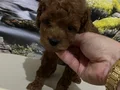 Çok Tatlı Orijinal Toy Poodle Yavrusu