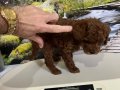 Çok Tatlı Orijinal Toy Poodle Yavrusu