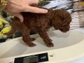Çok Tatlı Orijinal Toy Poodle Yavrusu